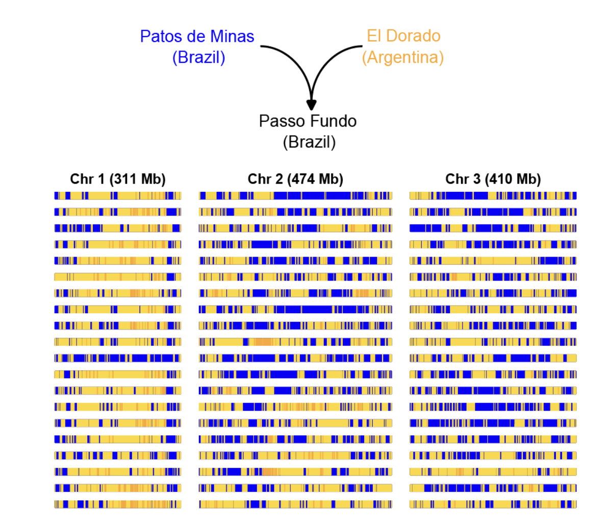 Admixture tracts from secondary contact in Brazilian Aedes aegypti