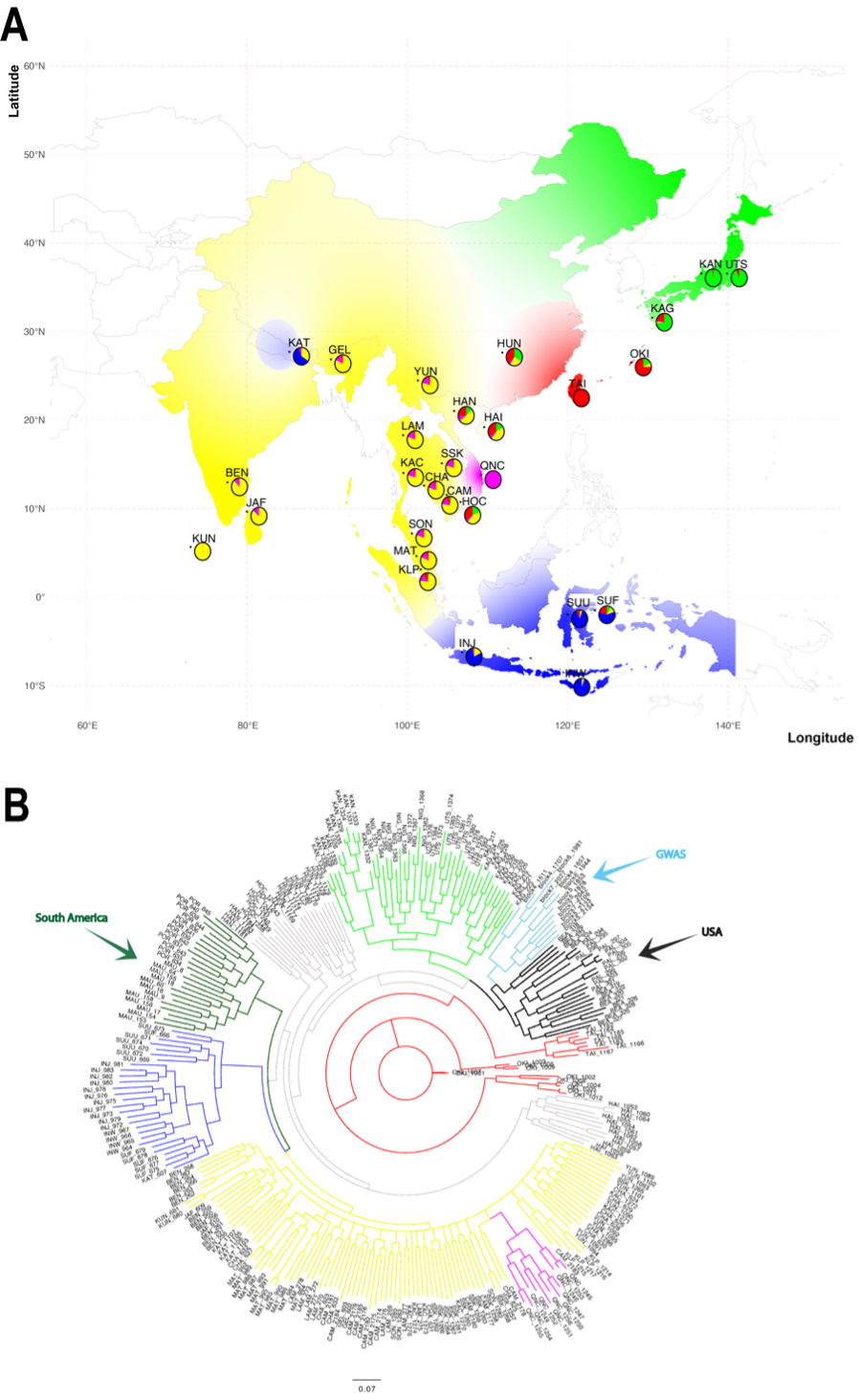 Phylogenetic placement of GWAS samples for diapause evolution