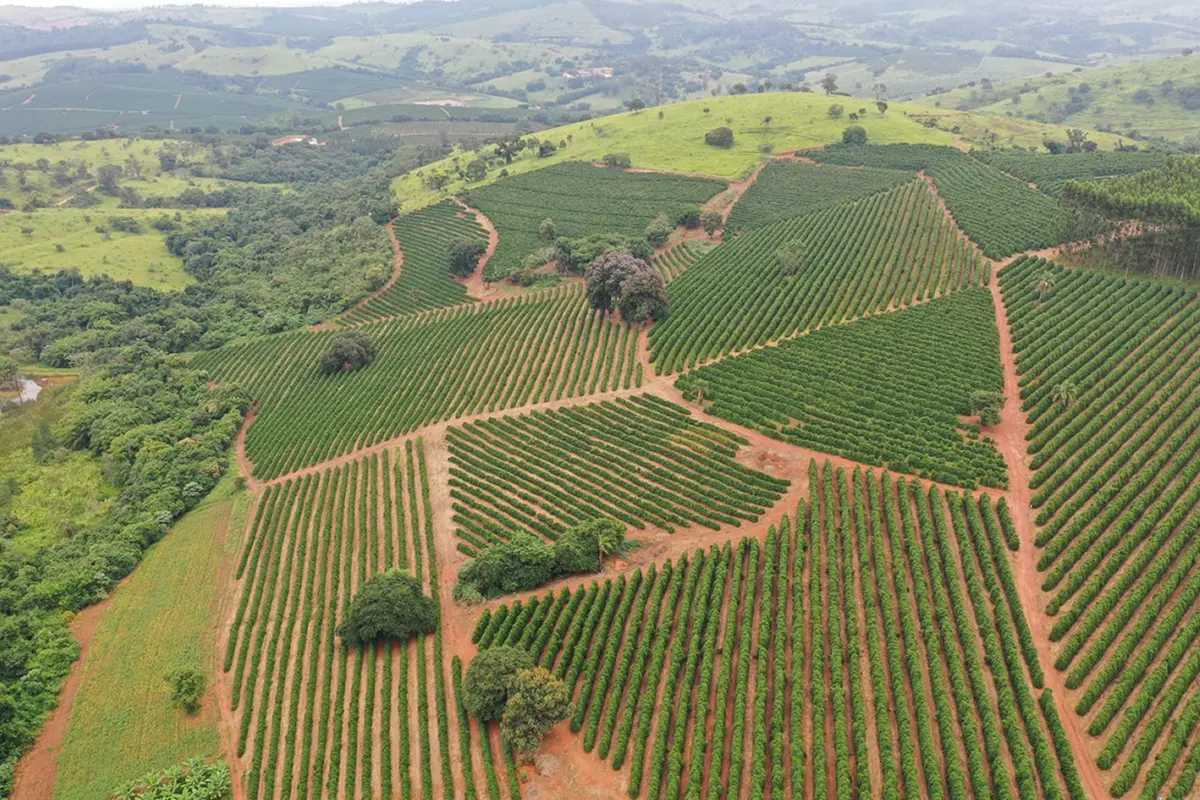 Aerial coffee plantation