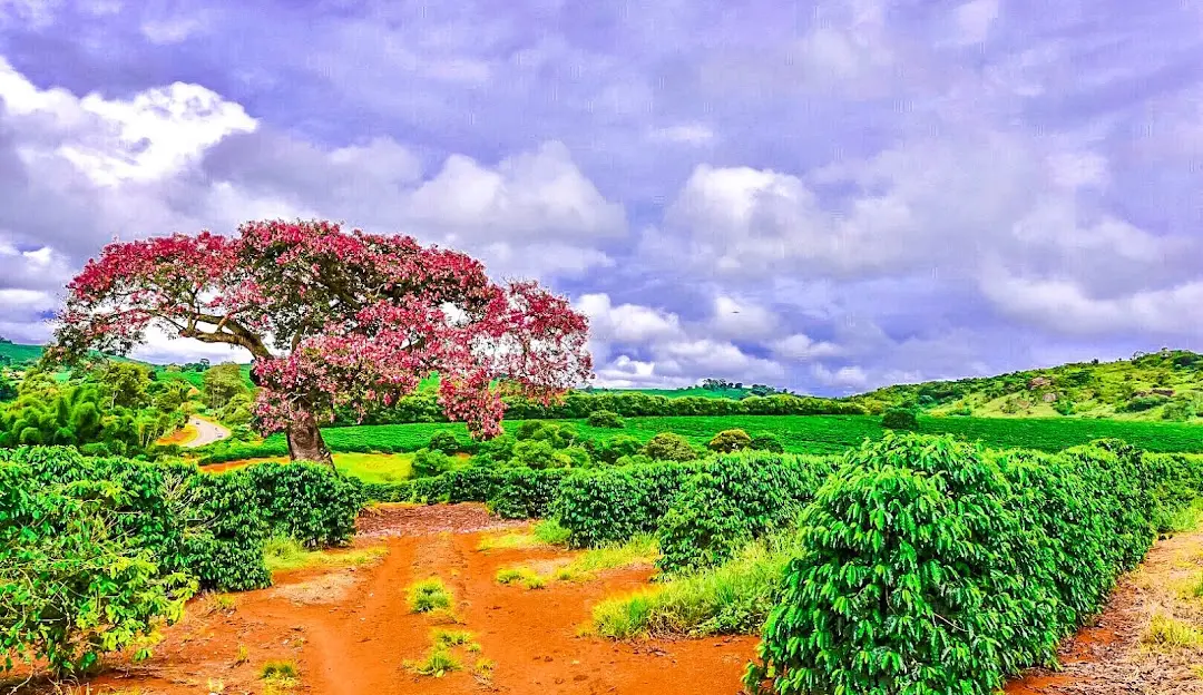 Coffee plantation with ipê tree